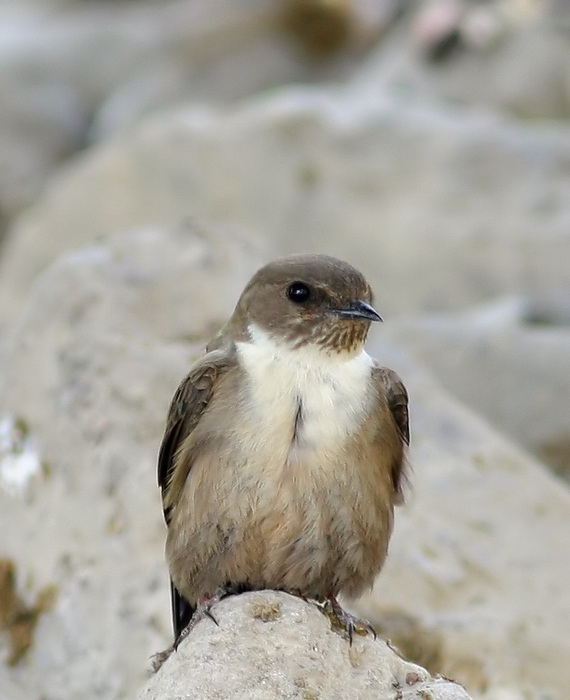 Eurasian Crag Martin