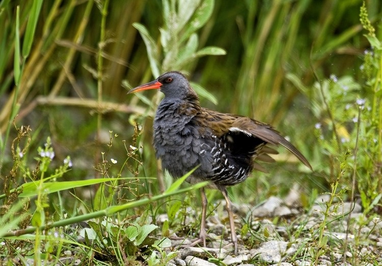 Water Rail
