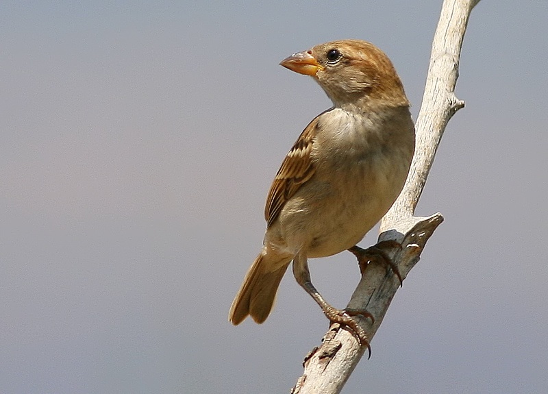 House Sparrow