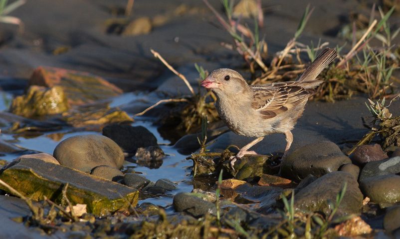 House Sparrow