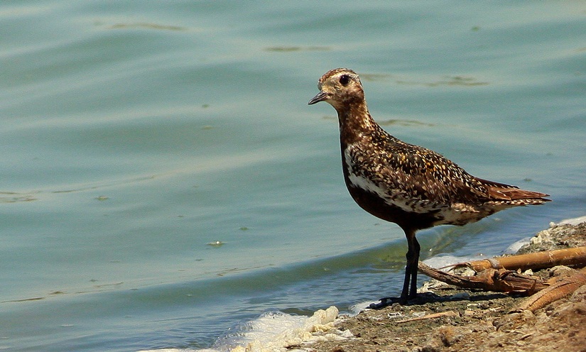 European Golden Plover