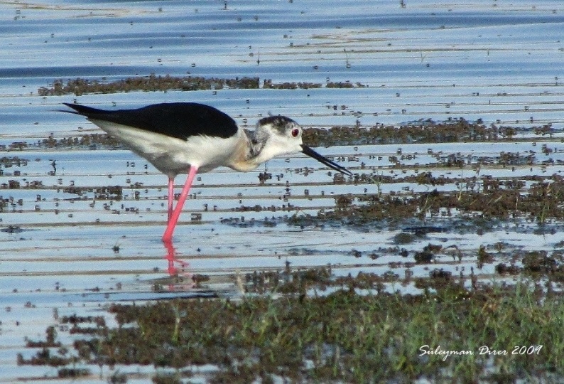 Black-winged Stilt