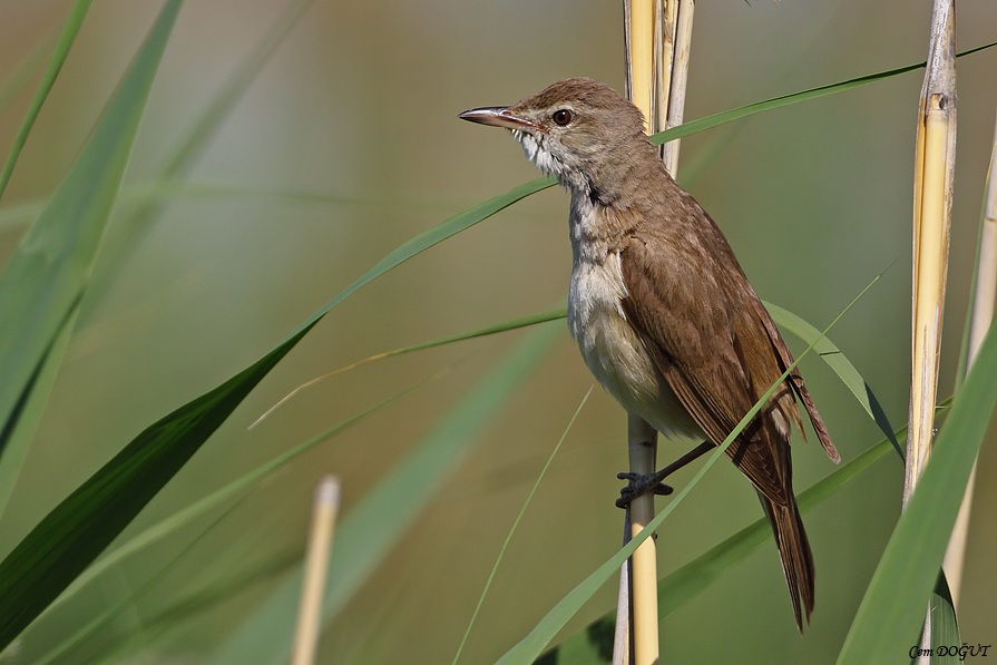 Great Reed Warbler