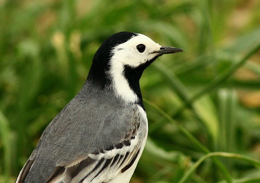 White Wagtail