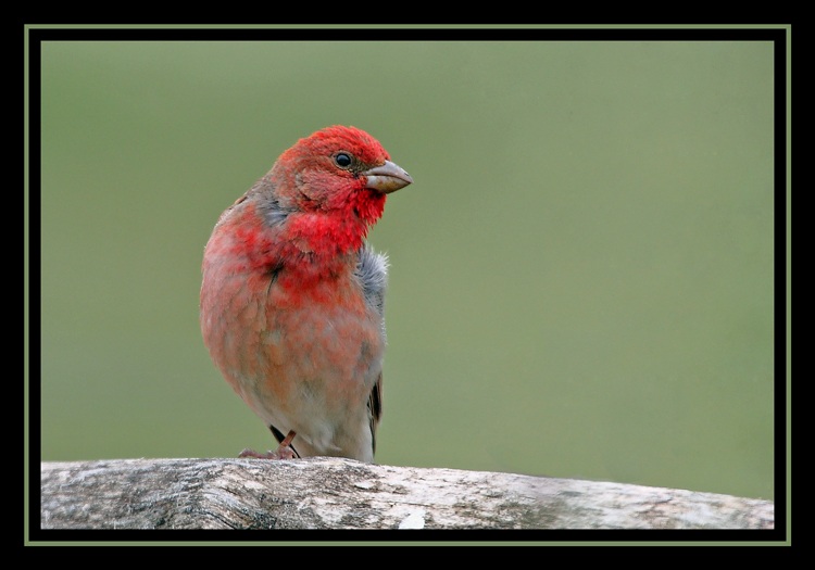Common Rosefinch
