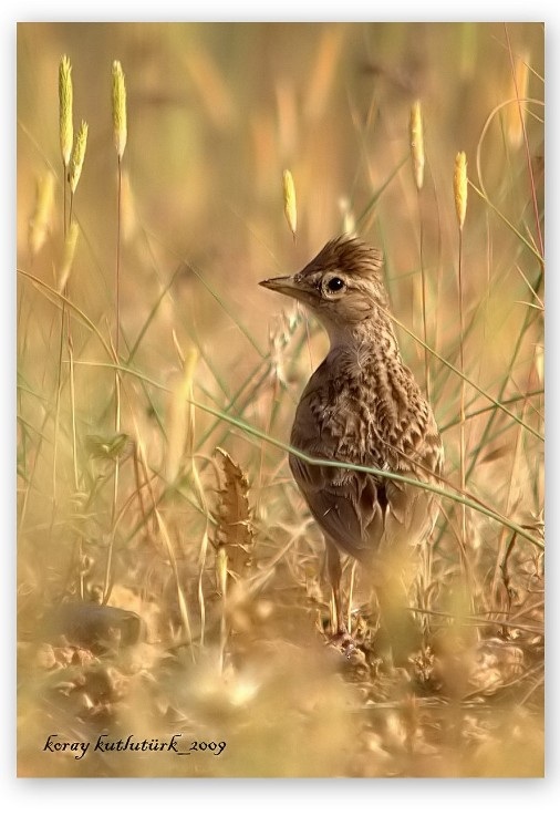 Greater Short-toed Lark