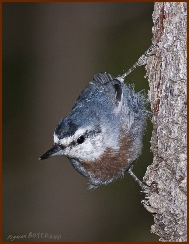 Krüper`s Nuthatch