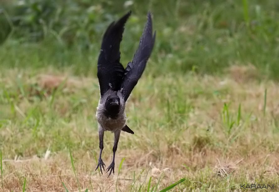 Hooded Crow