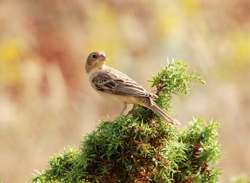 Black-headed Bunting