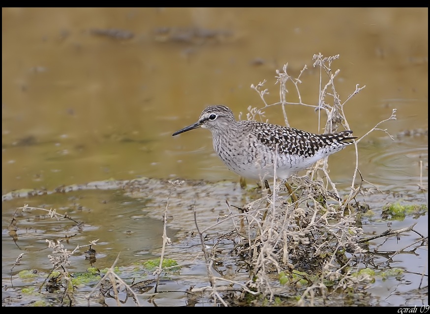 Wood Sandpiper