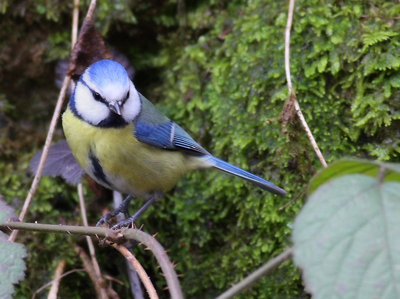 Eurasian Blue Tit