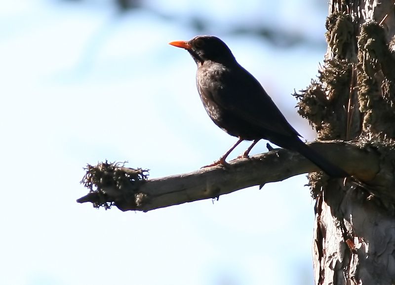 Common Blackbird