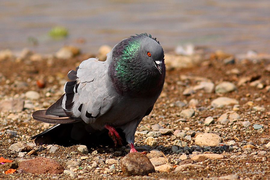 Rock Dove