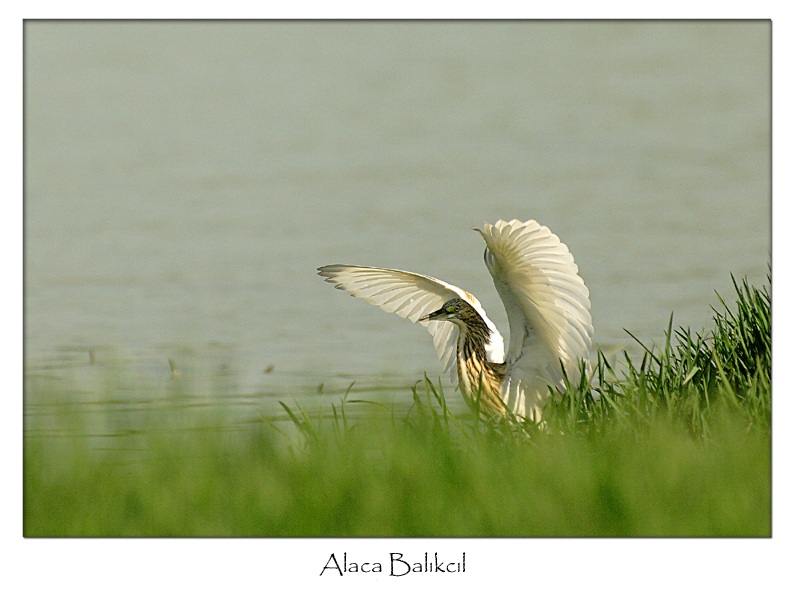 Squacco Heron