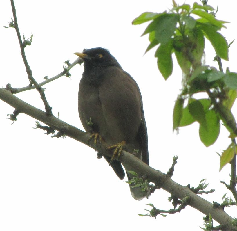 Common Myna