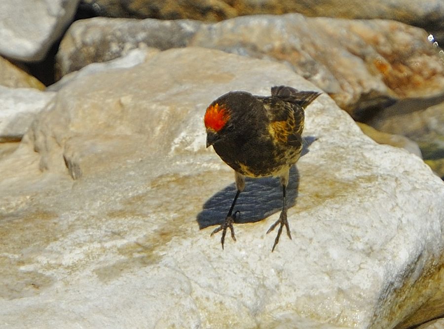 Red-fronted Serin