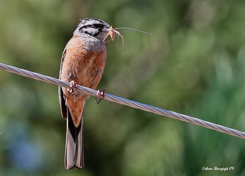 Rock Bunting