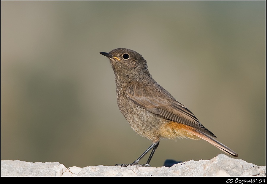 Black Redstart