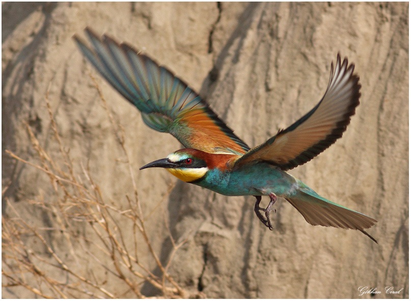 European Bee-eater