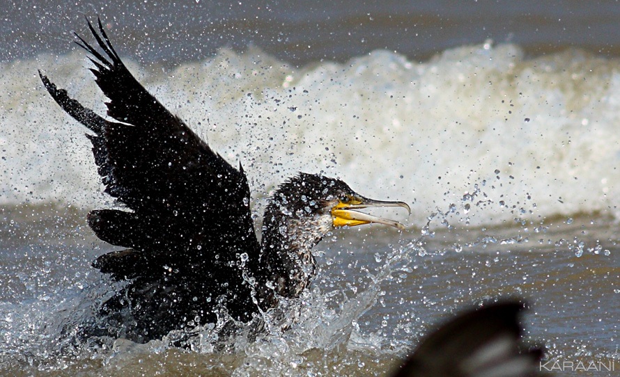 Great Cormorant