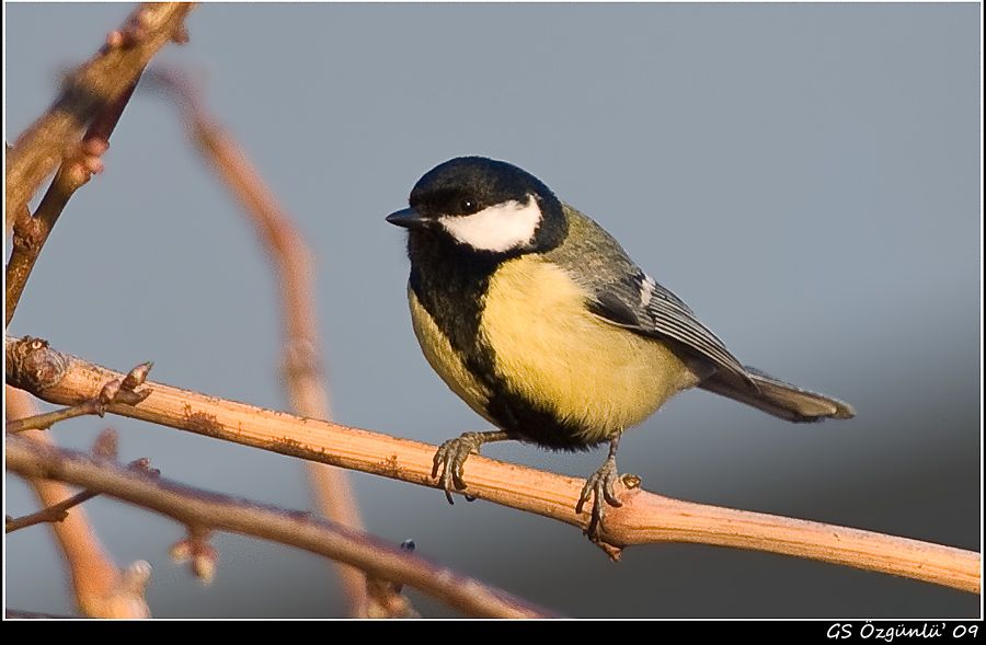 Great Tit