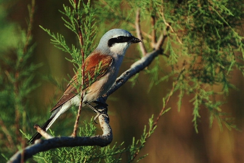 Red-backed Shrike