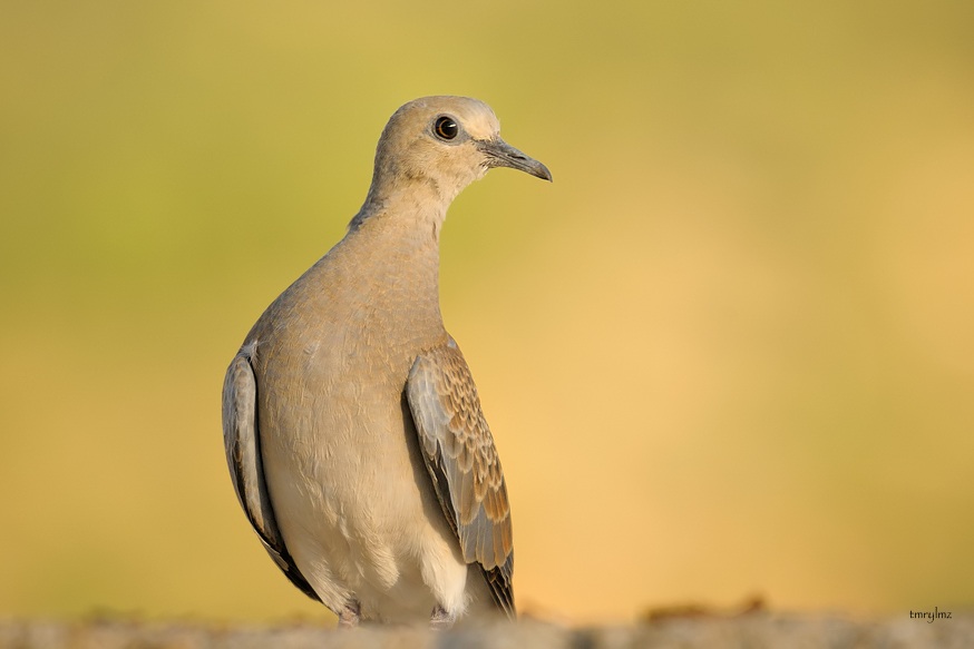 European Turtle Dove