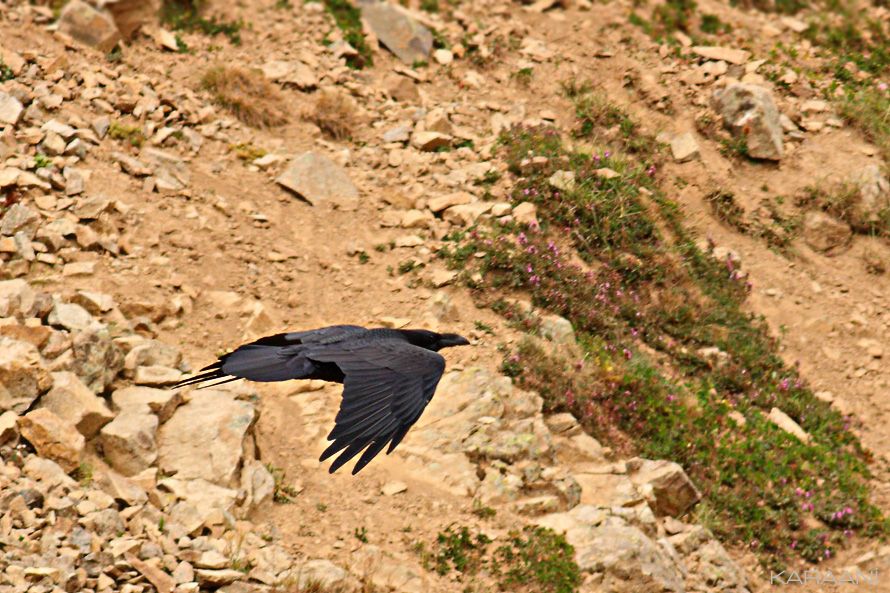 Northern Raven