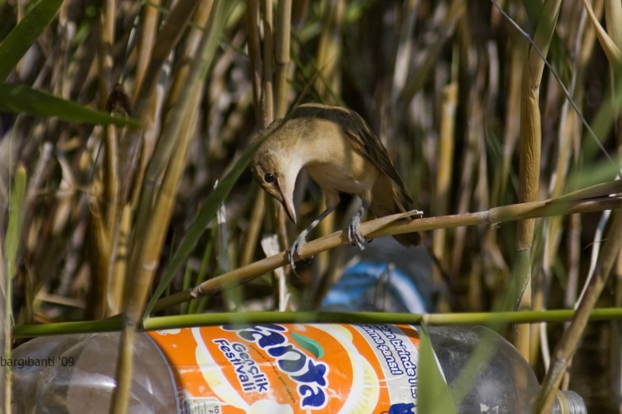Great Reed Warbler