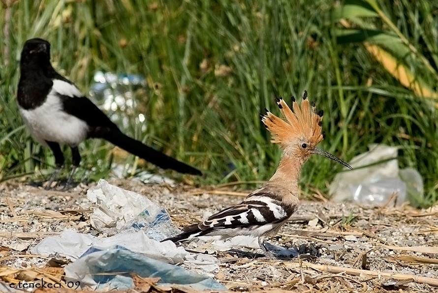 Common Hoopoe
