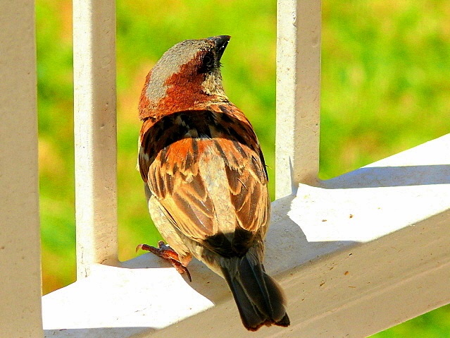 House Sparrow