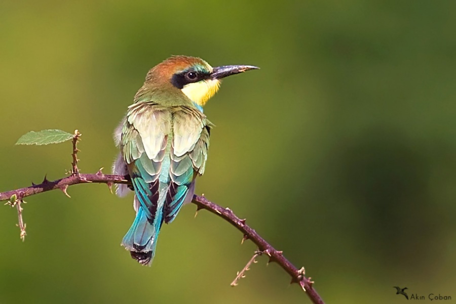 European Bee-eater