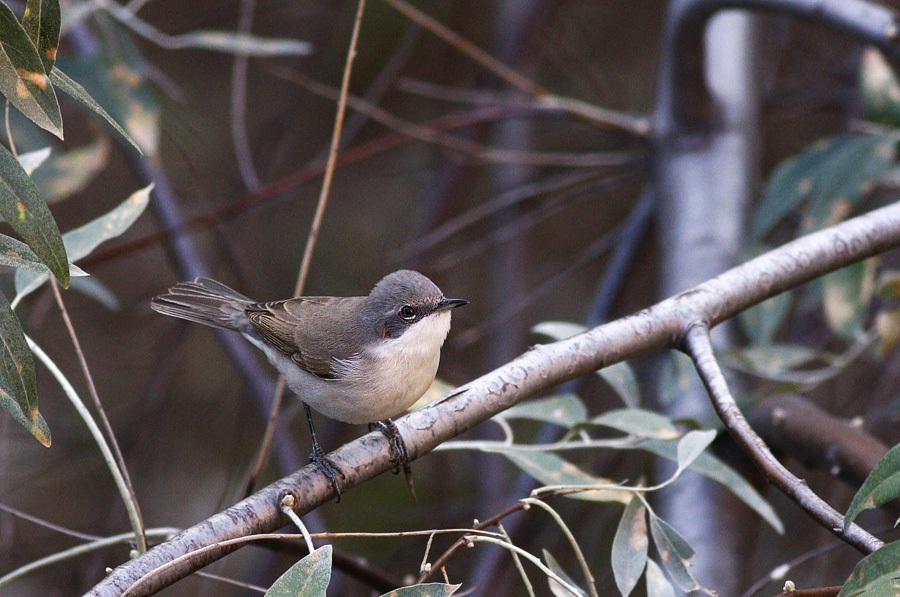 Lesser Whitethroat