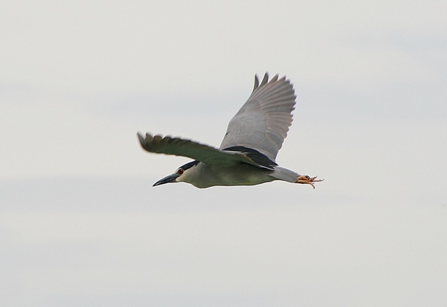 Black-crowned Night Heron