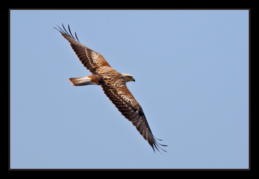 Long-legged Buzzard