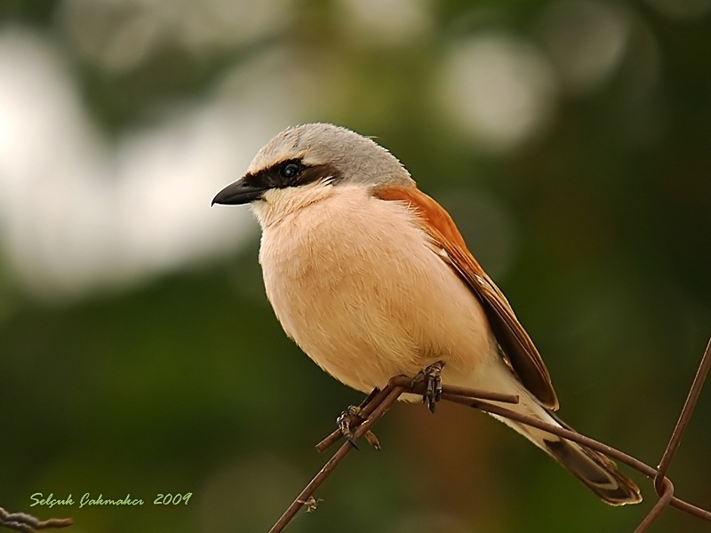 Red-backed Shrike