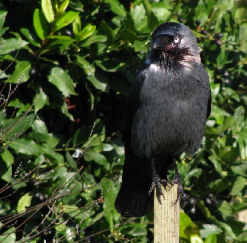Western Jackdaw
