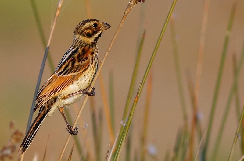 Common Reed Bunting