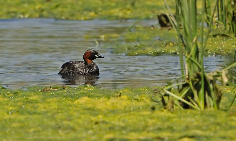 Little Grebe