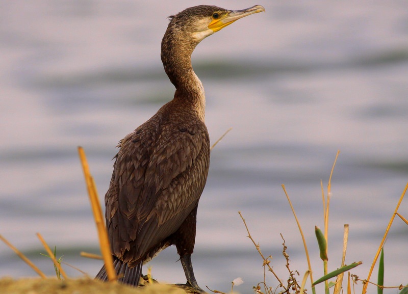 Great Cormorant