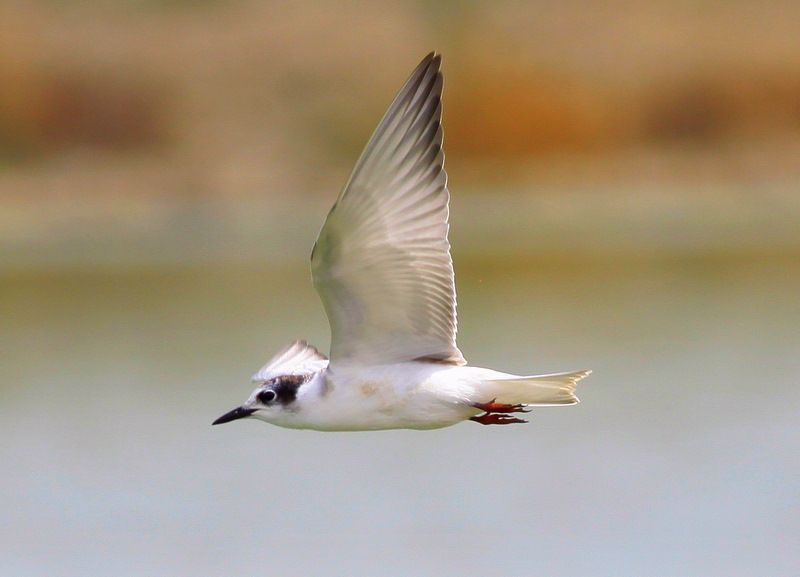 Whiskered Tern