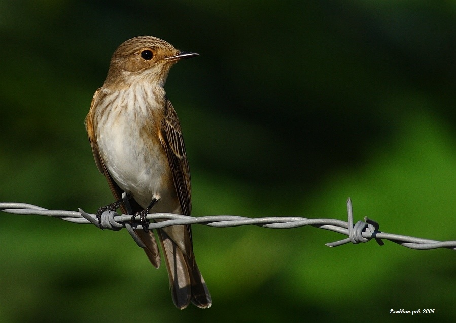 Spotted Flycatcher