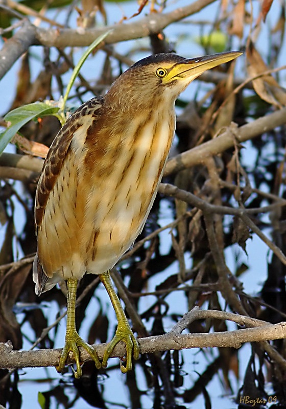 Little Bittern