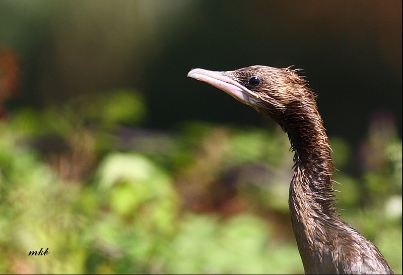 Pygmy Cormorant