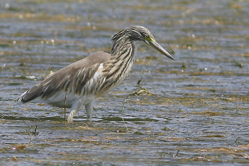 Squacco Heron