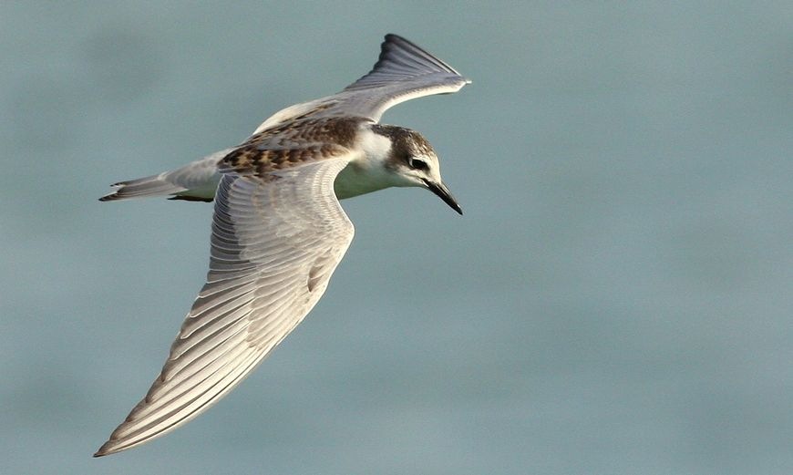 Whiskered Tern