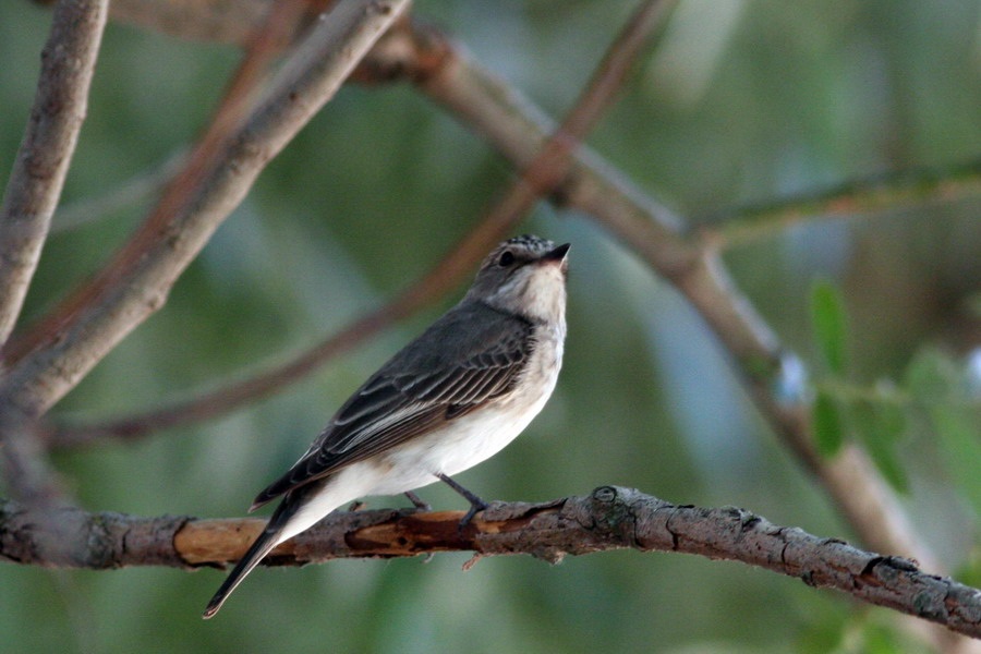 Spotted Flycatcher