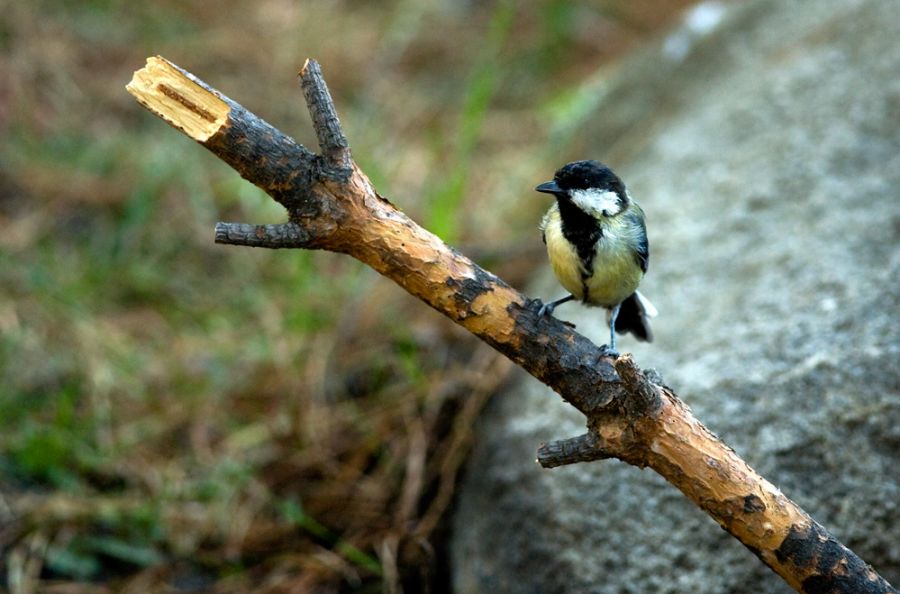 Great Tit