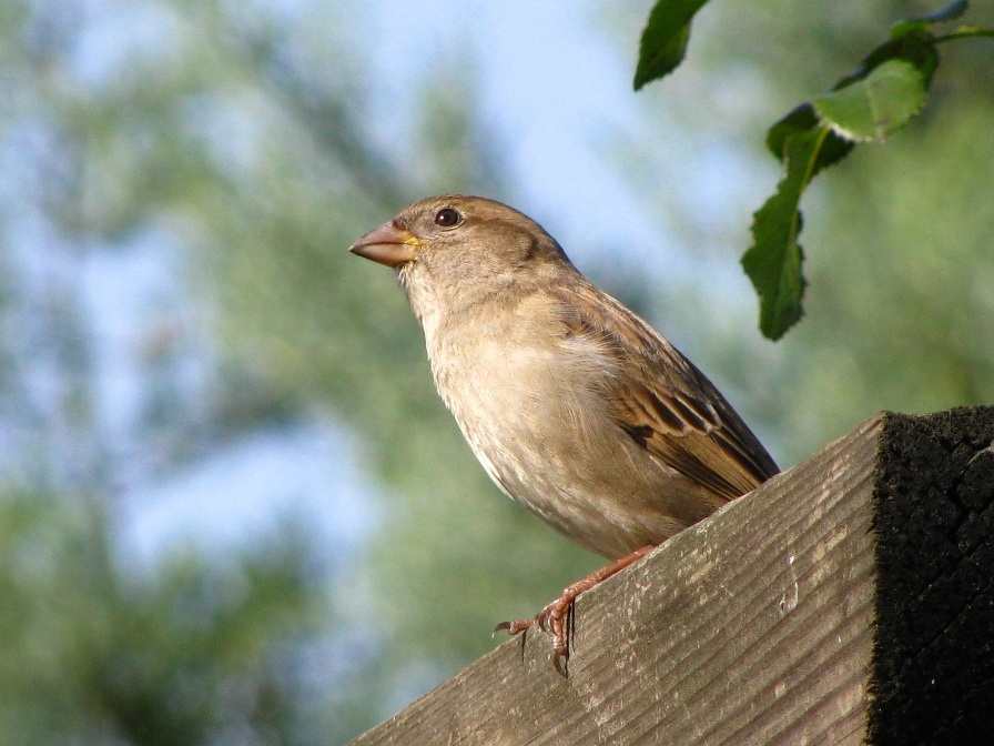 House Sparrow