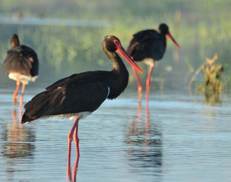 Black Stork